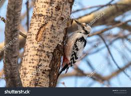 Attēlu rezultāti vaicājumam “Dendrocopos leucotos female”