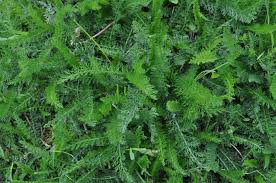 Attēlu rezultāti vaicājumam “Achillea millefolium leaf”