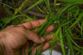 Attēlu rezultāti vaicājumam “Leersia oryzoides”