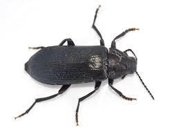 Attēlu rezultāti vaicājumam “Melandryidae”