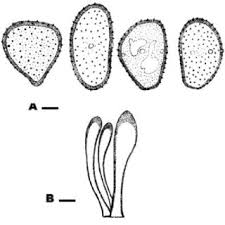 Attēlu rezultāti vaicājumam “Tranzschelia pruni-spinosae”