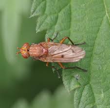Attēlu rezultāti vaicājumam “Sciomyzidae”