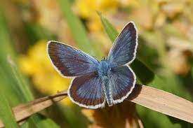 Attēlu rezultāti vaicājumam “Plebejus argus”