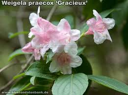 Attēlu rezultāti vaicājumam “Weigela praecox”