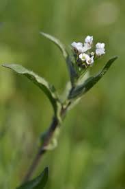 Attēlu rezultāti vaicājumam “Capsella bursa-pastoris flower”