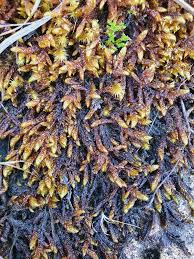 Attēlu rezultāti vaicājumam “Scorpidium scorpioides”