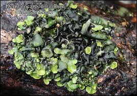 Attēlu rezultāti vaicājumam “Dermatocarpon luridum”