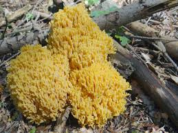 Attēlu rezultāti vaicājumam “Ramaria flava”