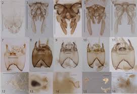 Attēlu rezultāti vaicājumam “Tanytarsus”