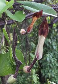 Attēlu rezultāti vaicājumam “Aristolochiaceae”