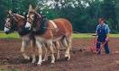 http://www.ruralheritage.com/mule_paddock/belgian_sorrelb.jpg