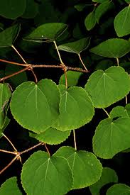 Attēlu rezultāti vaicājumam “Cercidiphyllum japonicum leaf”