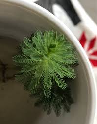 「粉綠狐尾藻」的圖片搜尋結果