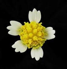 Attēlu rezultāti vaicājumam “Galinsoga quadriradiata flower”