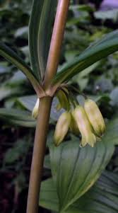 Attēlu rezultāti vaicājumam “Polygonatum verticillatum”
