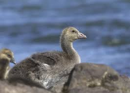 Attēlu rezultāti vaicājumam “Anser anser juvenile”