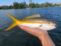 Image result for Ocyurus chrysurus