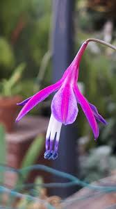 Attēlu rezultāti vaicājumam “Comatricha elegans var. microspora macro”