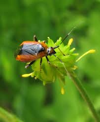 Attēlu rezultāti vaicājumam “Miridae”