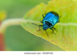 Attēlu rezultāti vaicājumam “Zicrona caerulea”