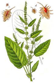 Attēlu rezultāti vaicājumam “Rumex obtusifolius flower”