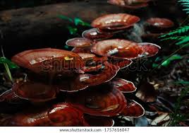 Attēlu rezultāti vaicājumam “Polypores”