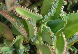 Attēlu rezultāti vaicājumam “Crassulaceae”