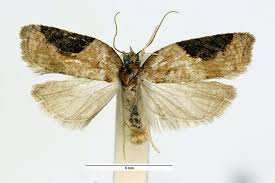 Attēlu rezultāti vaicājumam “Acleris laterana”