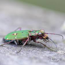 Attēlu rezultāti vaicājumam “Cicindela campestris imago”
