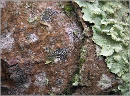 Attēlu rezultāti vaicājumam “Opegrapha atra”