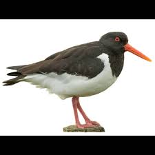 Attēlu rezultāti vaicājumam “Haematopus ostralegus adult”