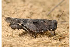 Attēlu rezultāti vaicājumam “Oedipoda caerulescens”