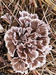 Attēlu rezultāti vaicājumam “Thelephora terrestris”