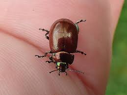 Attēlu rezultāti vaicājumam “Chrysolina staphylaea”