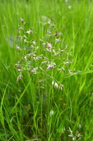 Attēlu rezultāti vaicājumam “Poa humilis”