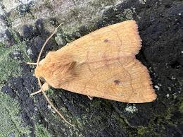 Attēlu rezultāti vaicājumam “Enargia paleacea”