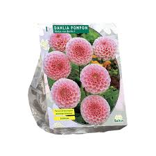 Image result for Dahlia x pinnata `Pompon Lilliput`