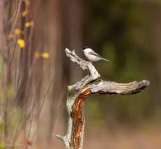 Attēlu rezultāti vaicājumam “Poecile montanus”