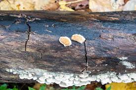 Attēlu rezultāti vaicājumam “Gloeoporus dichrous”