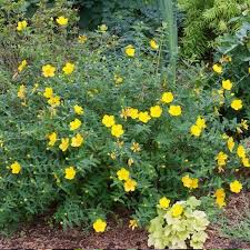 Image result for Hypericum perforatum