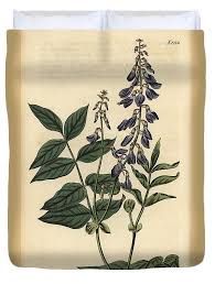 Attēlu rezultāti vaicājumam “Galega orientalis”