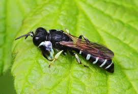 Attēlu rezultāti vaicājumam “Crabronidae”