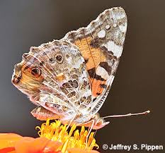 Attēlu rezultāti vaicājumam “Vanessa cardui underside”