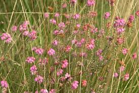 Attēlu rezultāti vaicājumam “Erica tetralix leaf”