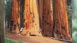 Group to Archive Redwoods, Sequoias | KEZI