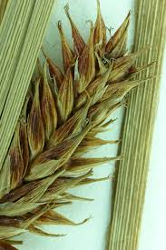 Attēlu rezultāti vaicājumam “Carex vesicaria”