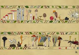 Attēlu rezultāti vaicājumam “Amaurochaete fusiformis”