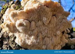 Attēlu rezultāti vaicājumam “Hericium cirrhatum”