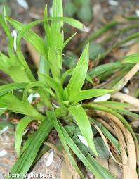 Attēlu rezultāti vaicājumam “Luzula luzuloides fruit”