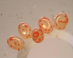 Attēlu rezultāti vaicājumam “Plagodis dolabraria”